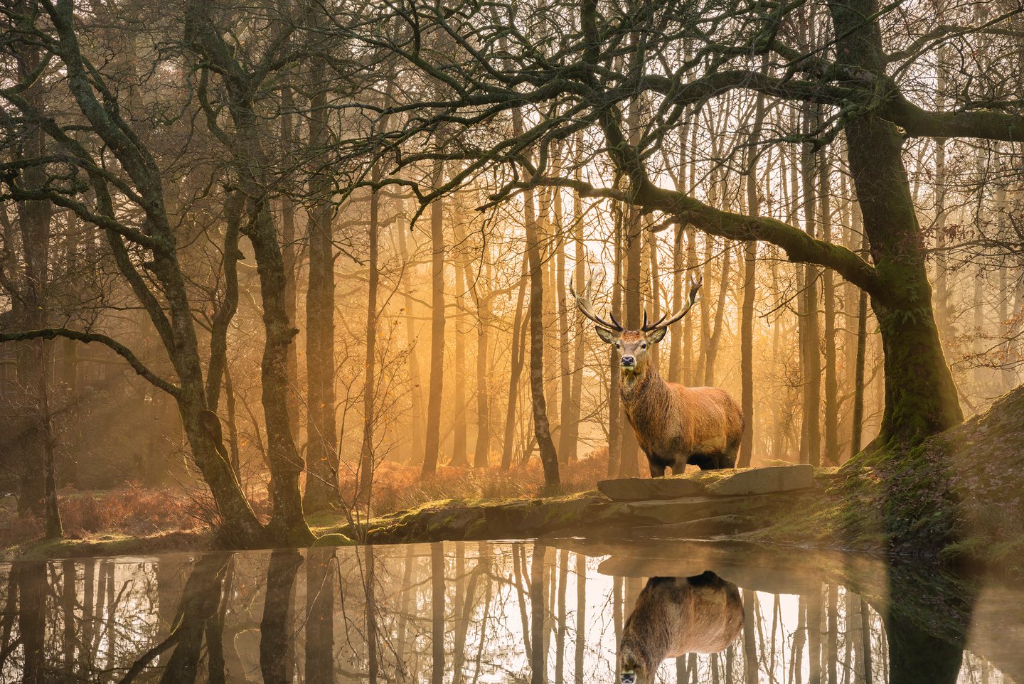 A stag among the trees in Engand's Lake District National Park