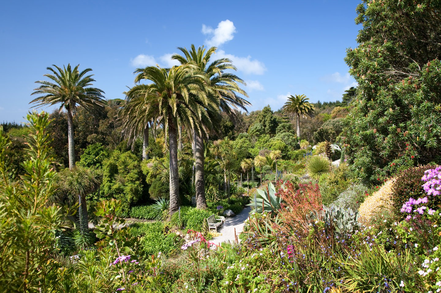Palm trees and colourful flowers in the Abbey Gardens on Tresco, Isles of Scilly