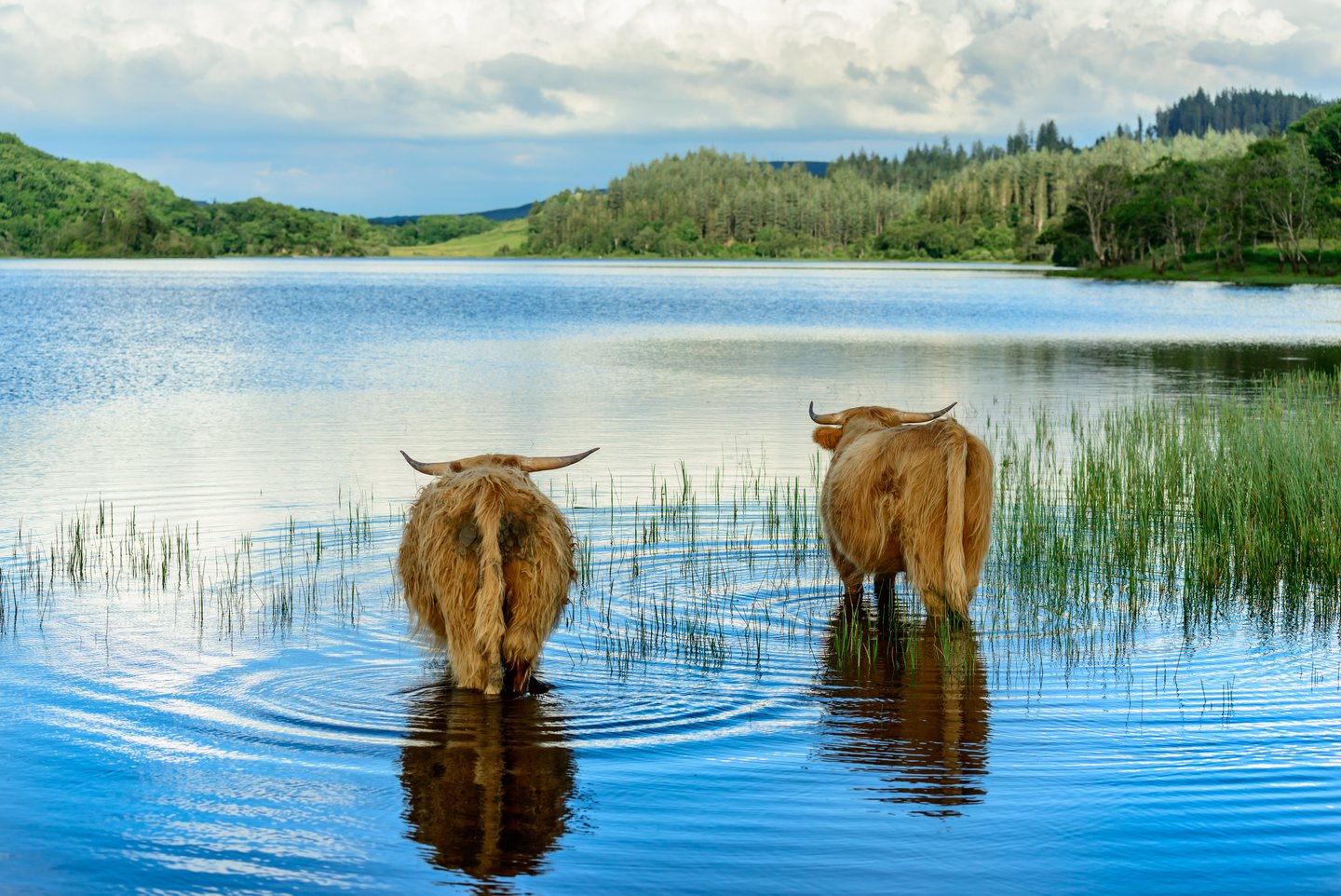 Two Highland calves in Loch Lomond, Scotland.