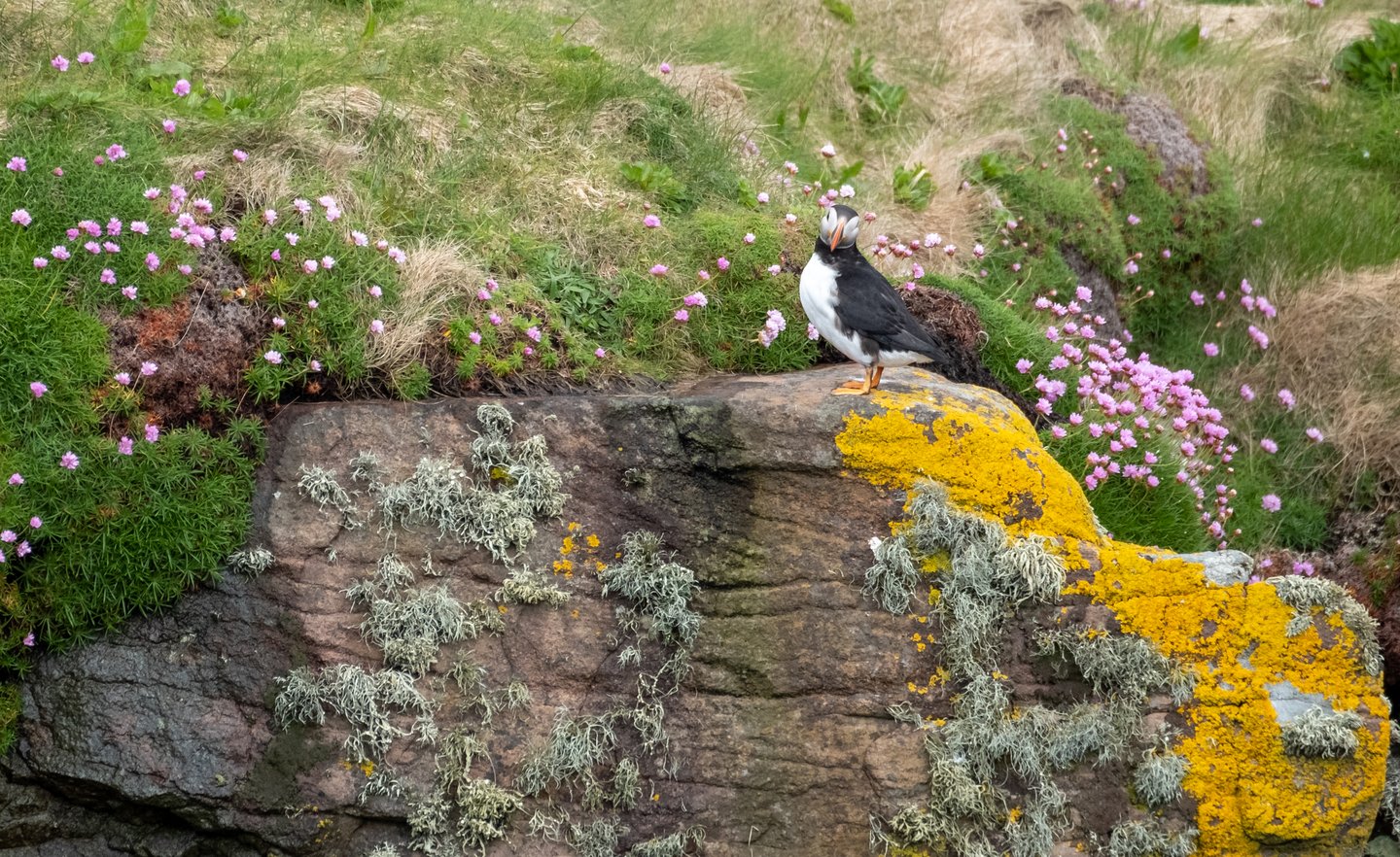 A puffin on a large rock at Handa Island in the Scottish Highlands