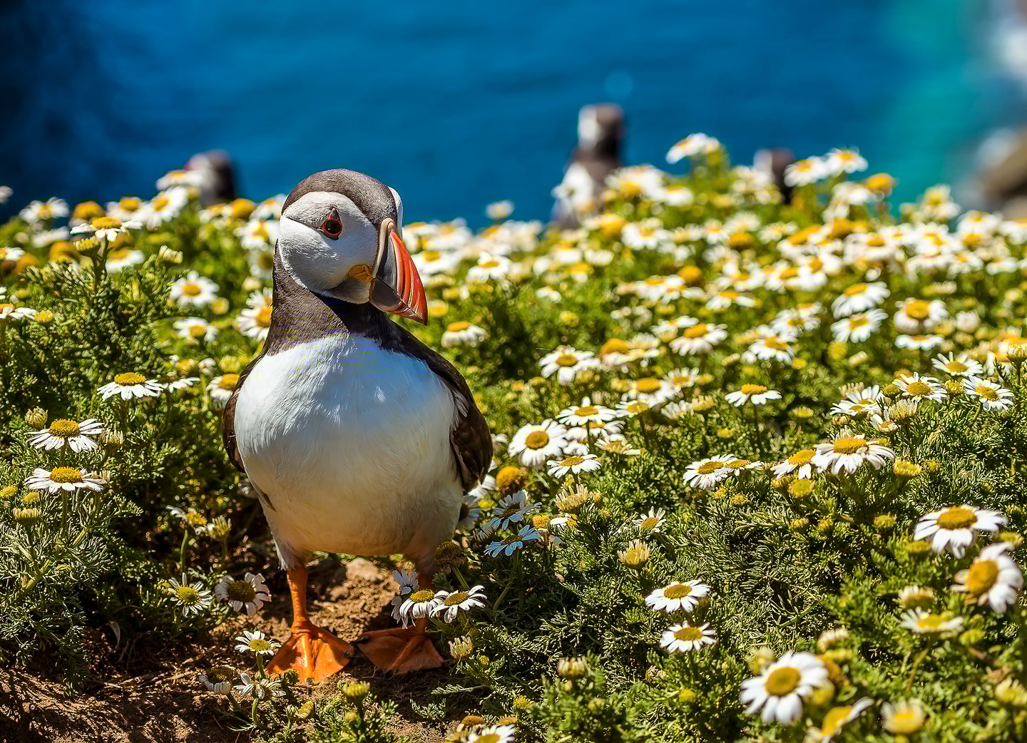 A puffin walking through daisies on Skomer Island in the UK