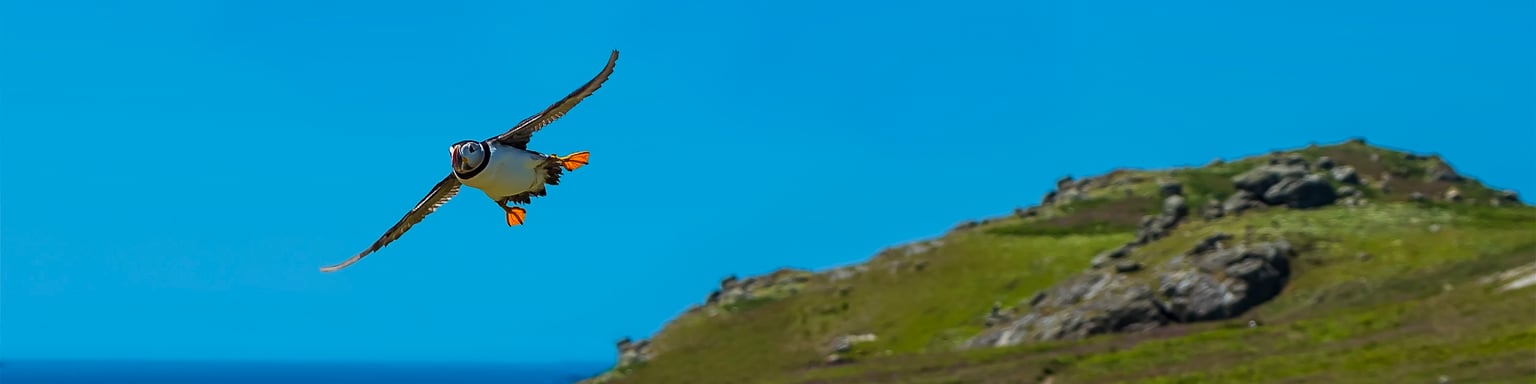 Puffin getting ready to land on Skomer Island in the UK