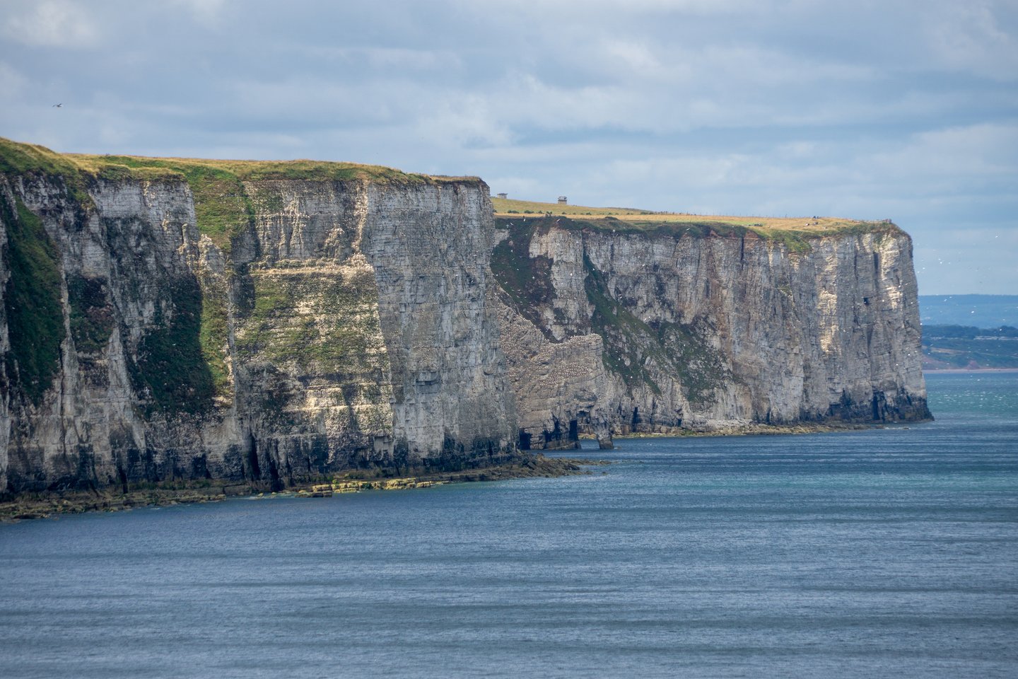 Bempton Cliffs in North Yorkshire, UK