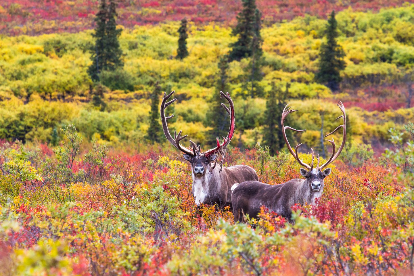 A pair of caribous surrounded by autumn foliage in Denali National Park, Alaska