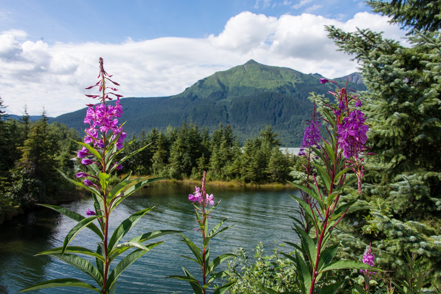 Wildflowers blooming along banks of waterway in Mendenhall Glacier Park in Juneau, Alaska on sunny day.