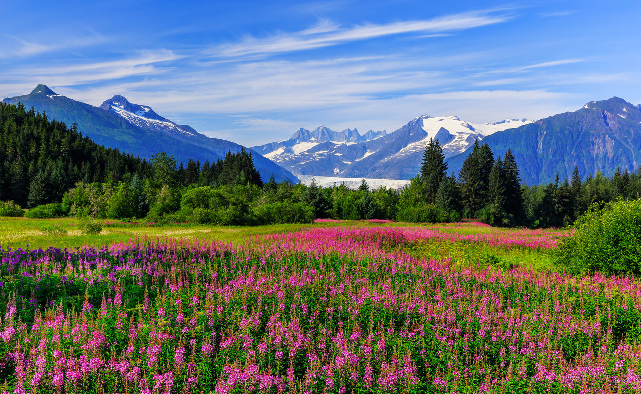 Mendenhall Glacier Viewpoint with Fireweed in bloom in Juneau, Alaska