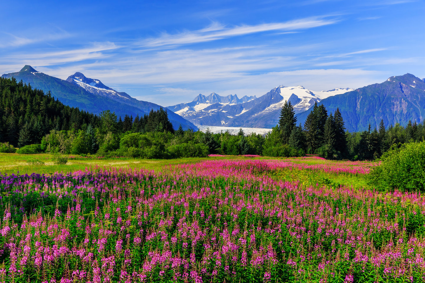 Mendenhall Glacier Viewpoint with Fireweed in bloom in Juneau, Alaska