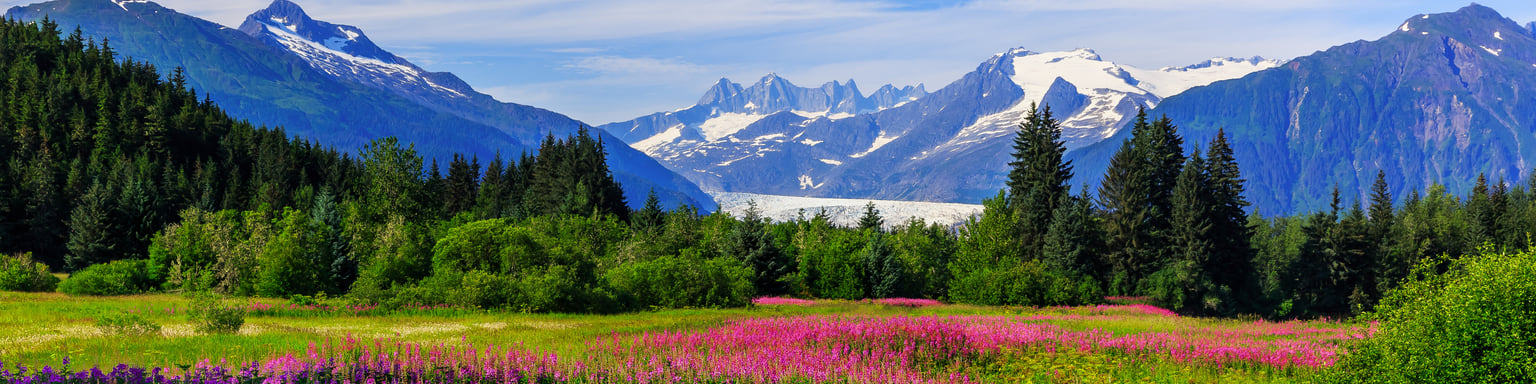 Mendenhall Glacier Viewpoint with Fireweed in bloom in Juneau, Alaska