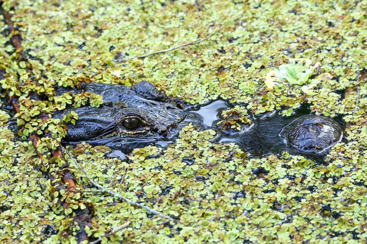 An alligator mostly submurged in the swamp at the Corkscrew Swamp Sanctuary
