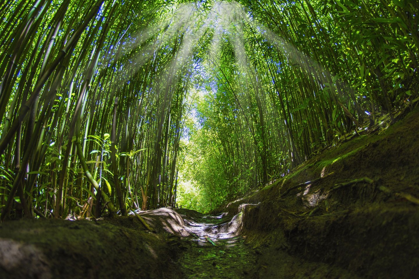 Light shining through the bamboo forest on the Road to Hana