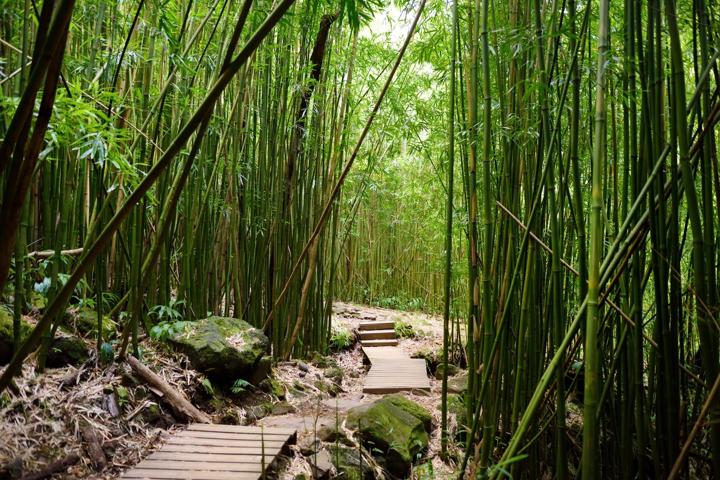 A track lined with bamboo on the Pipiwai Trail on the Road to Hana