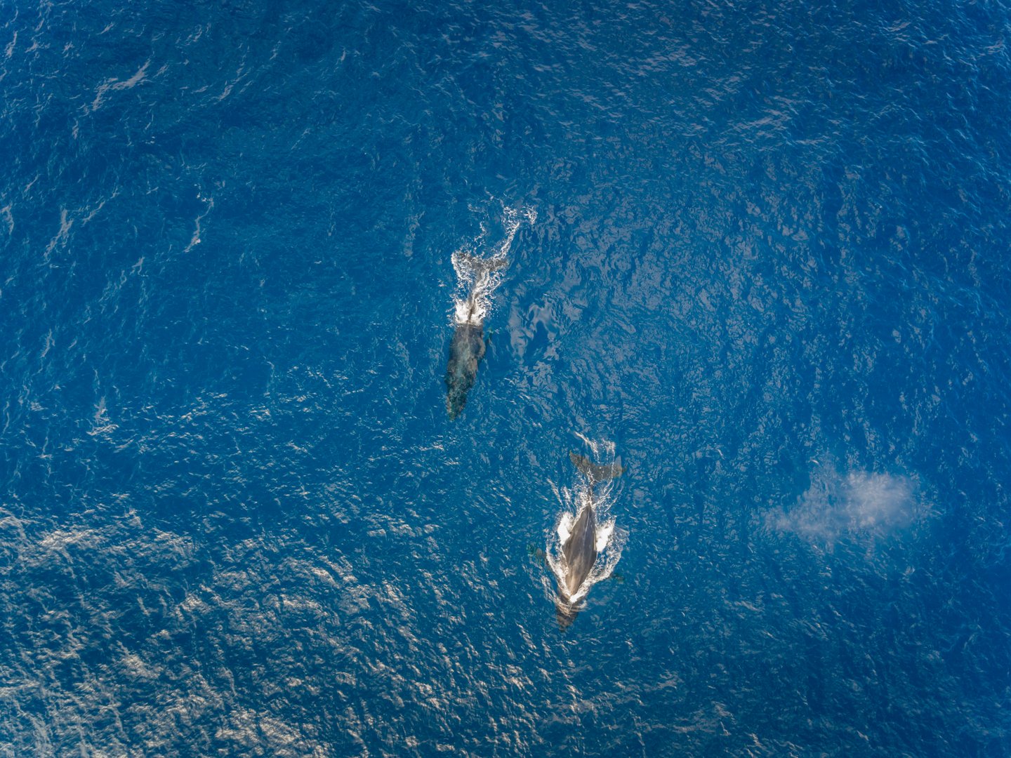 An aerial view of humpback whales swimming in Oahu, Hawaii