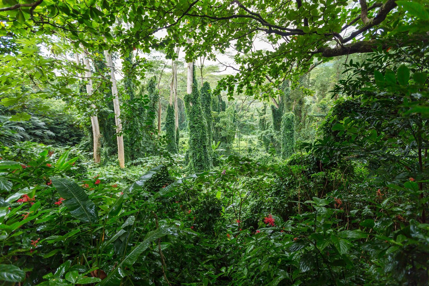 Lush vegetation on the Manoa Falls trail in Oahu, Hawaii