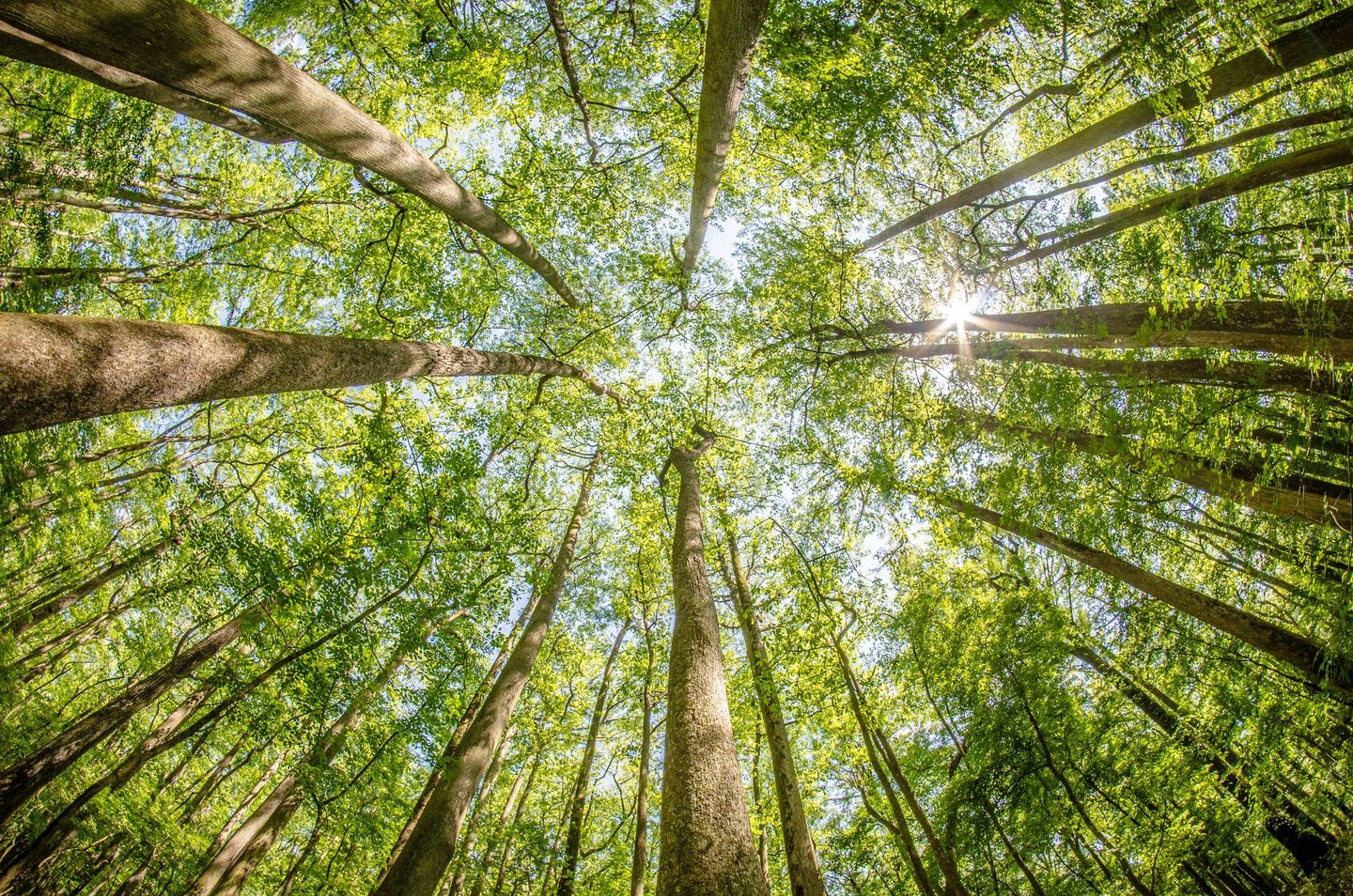 Light filtering through the canopy of trees in Congaree National Park, South Carolina