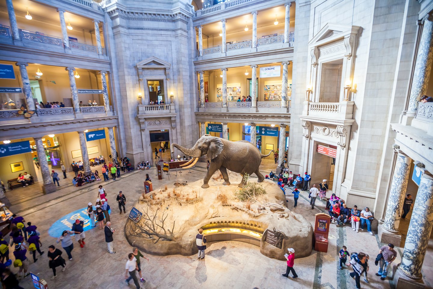 An elephant exhibition in the Smithsonian in Washington DC