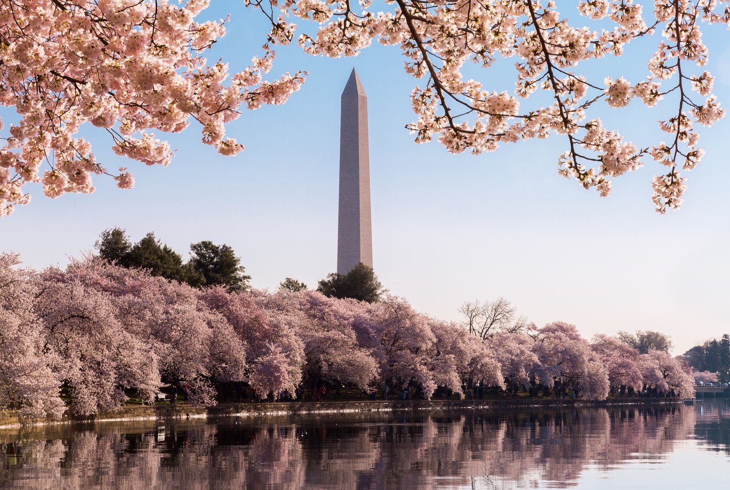 The Washington Monument surrounded by cherry blossoms in Spring