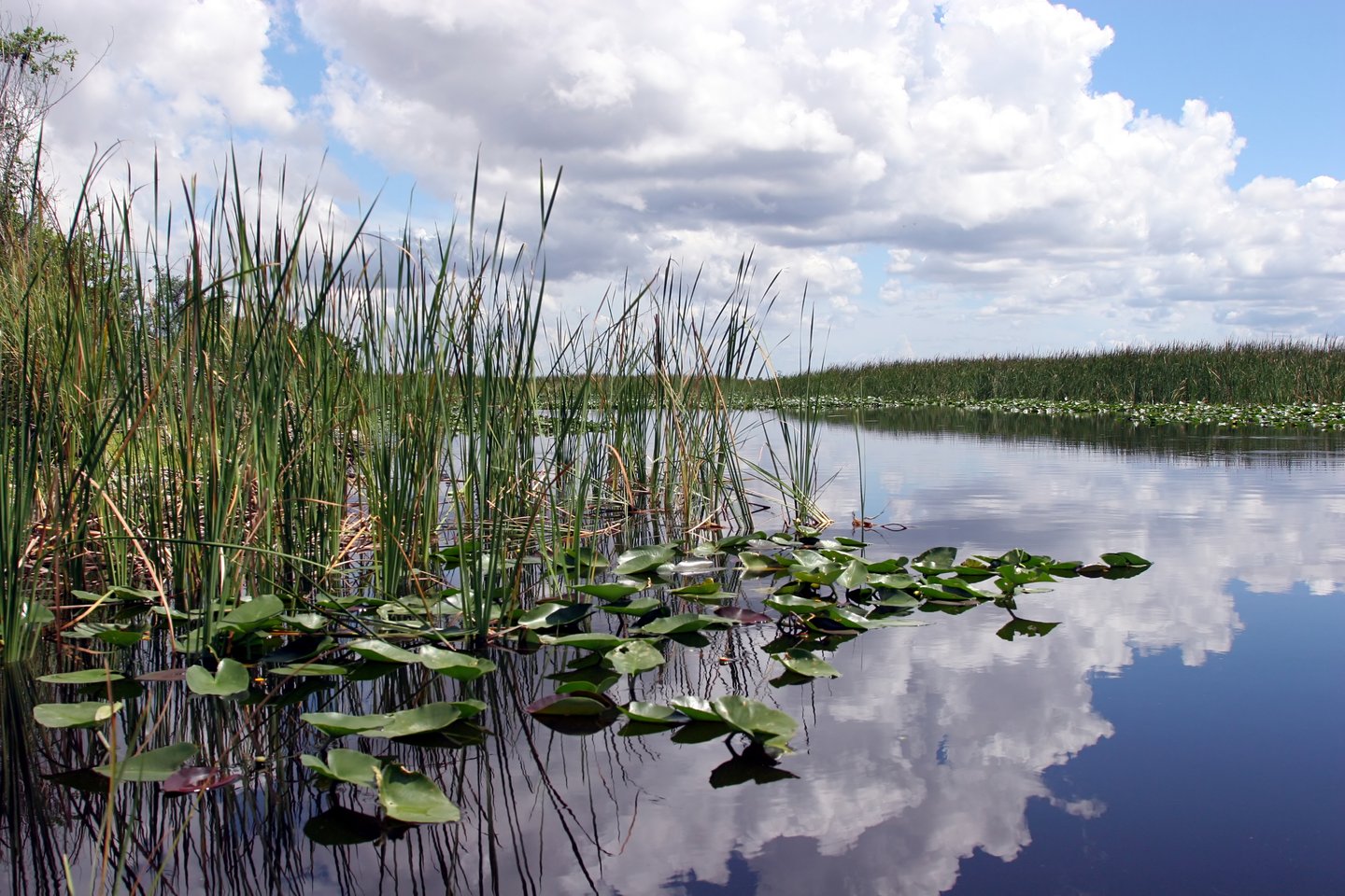 Clouds and grasses reflected in the water at Everglades National Park, Florida