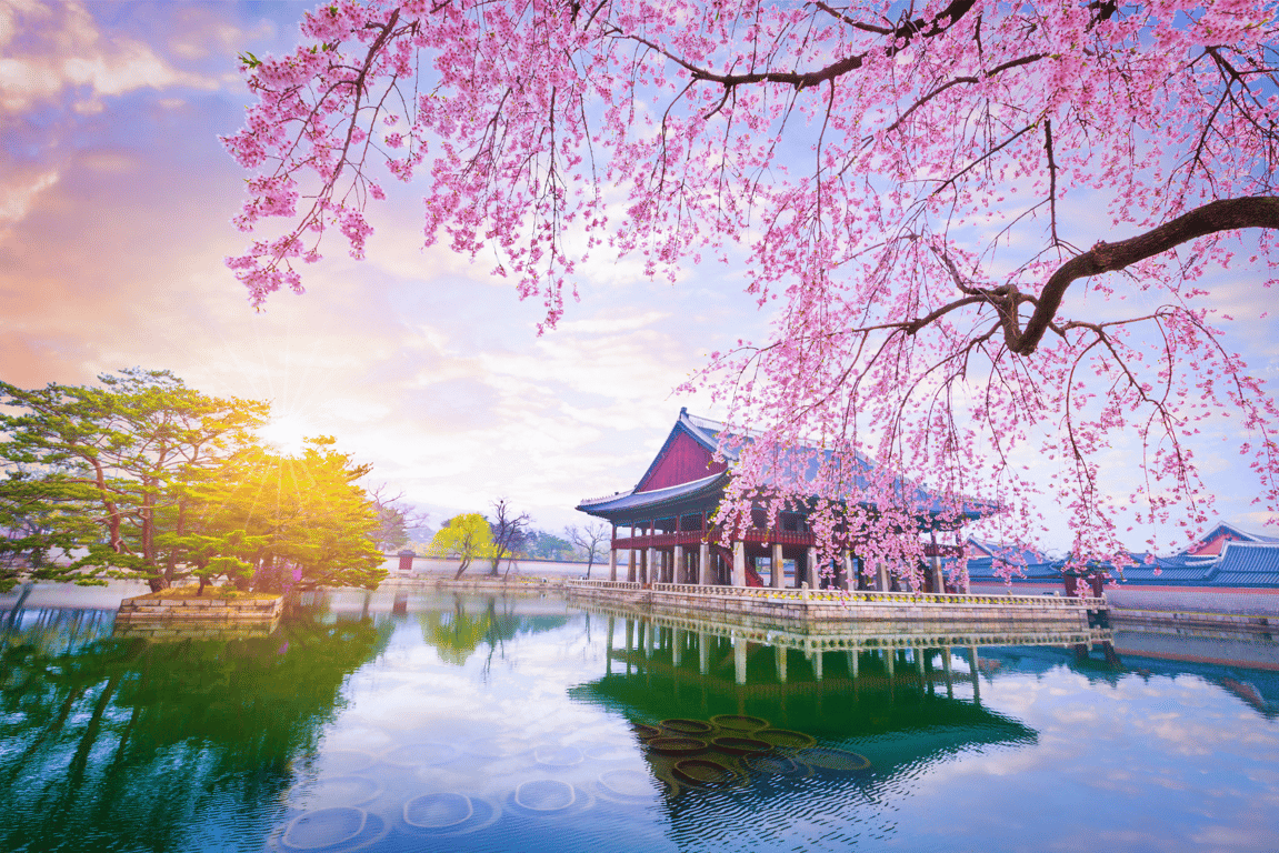 Gyeongbokgung palace with cherry blossom tree in spring time in seoul city of korea, south korea.