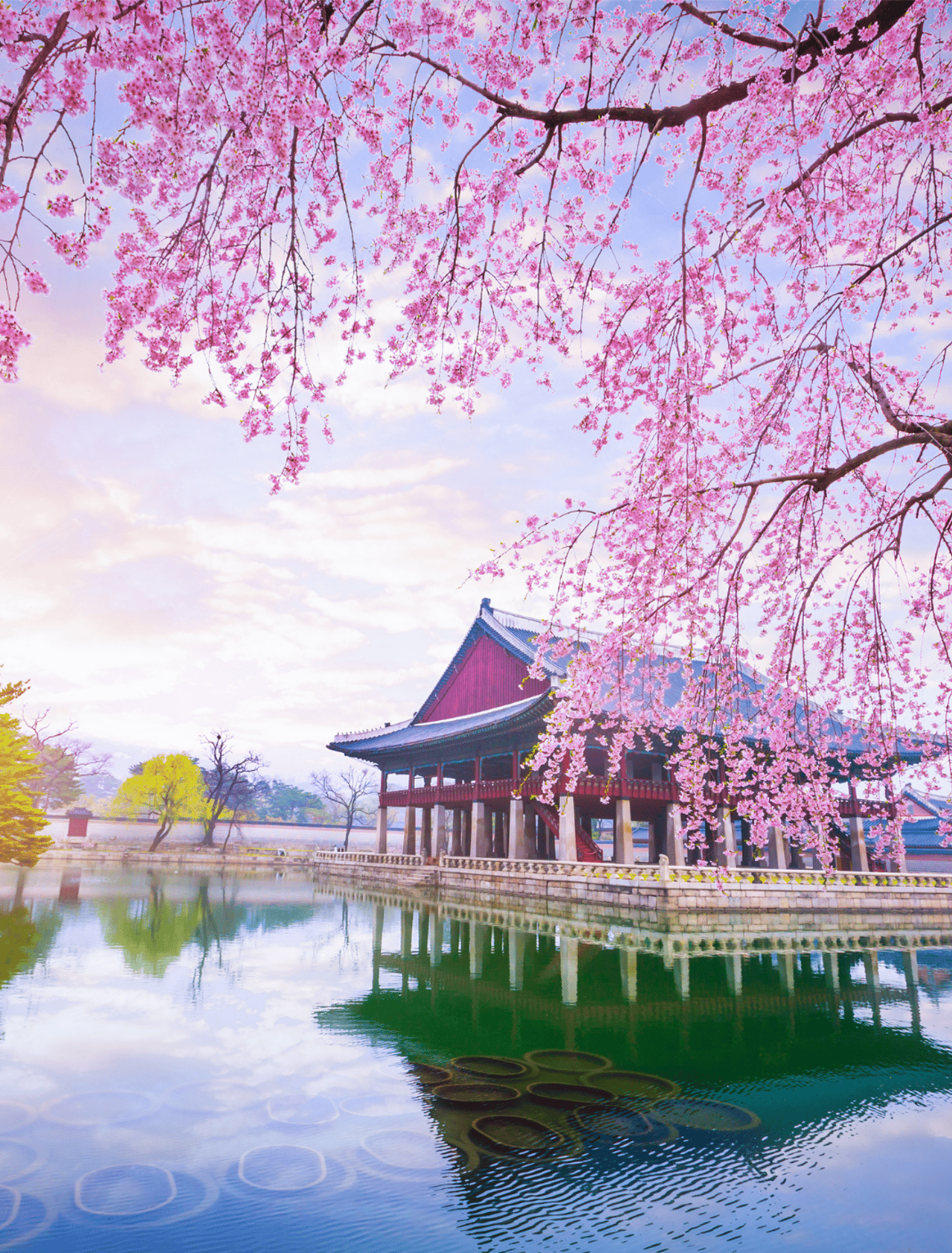 Gyeongbokgung palace with cherry blossom tree in spring time in seoul city of korea, south korea.