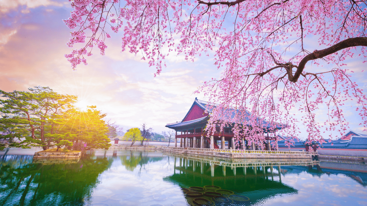 Gyeongbokgung palace with cherry blossom tree in spring time in seoul city of korea, south korea.