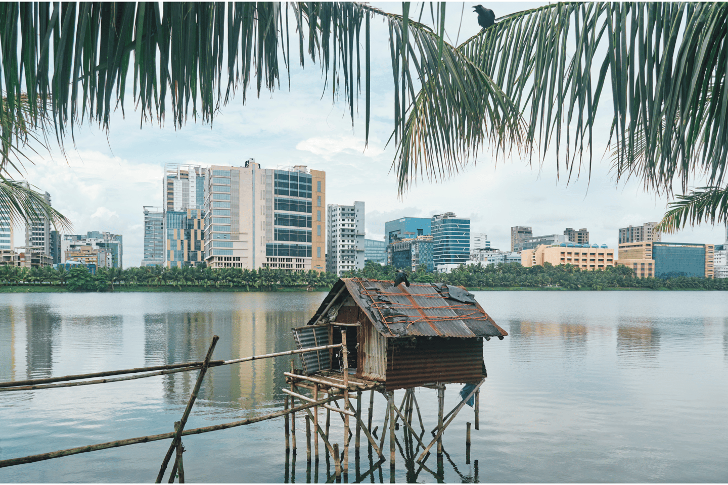 The East Kolkata wetlands with buildings in the background