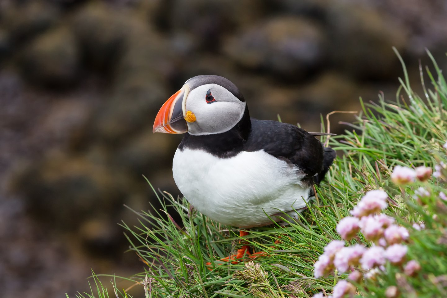 A wild Atlantic puffin in the grass