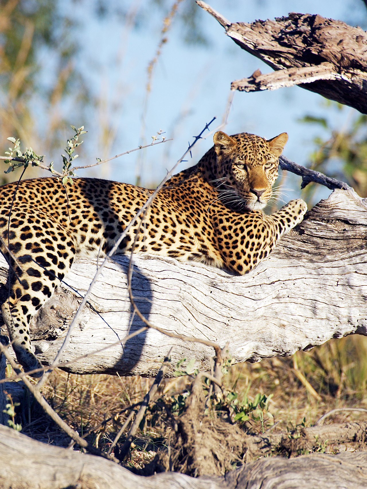 A leopard lounging in a tree in Kafue National Park, Zambia