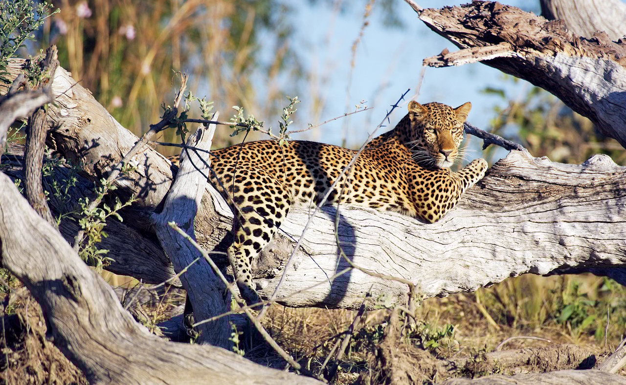 A leopard lounging in a tree in Kafue National Park, Zambia