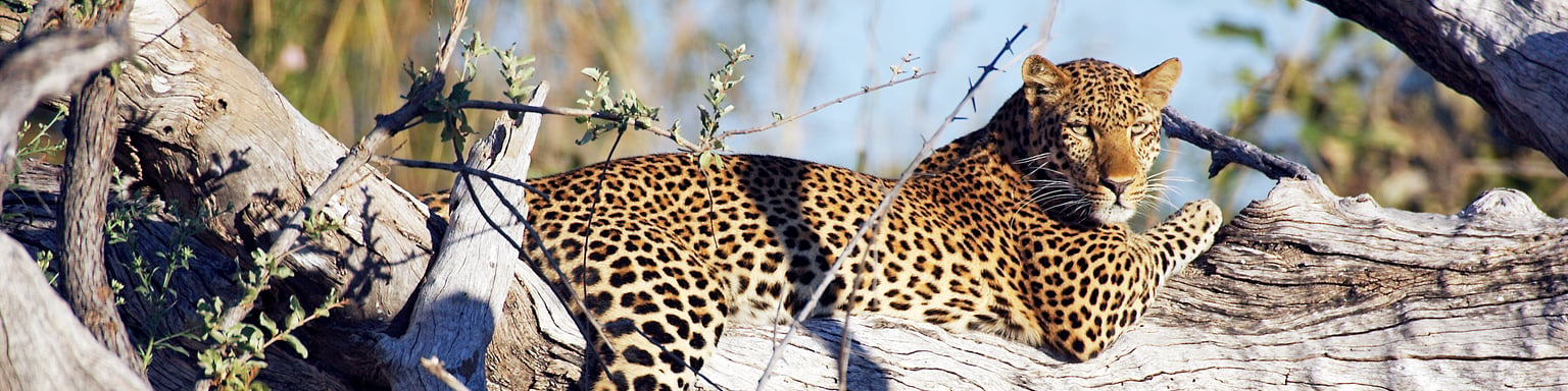 A leopard lounging in a tree in Kafue National Park, Zambia