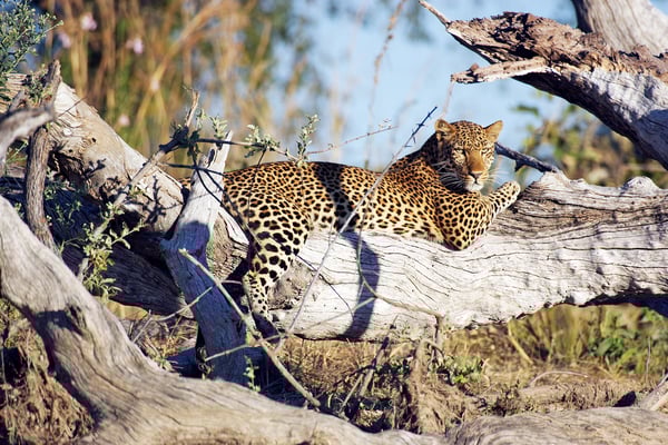 A leopard lounging in a tree in Kafue National Park, Zambia