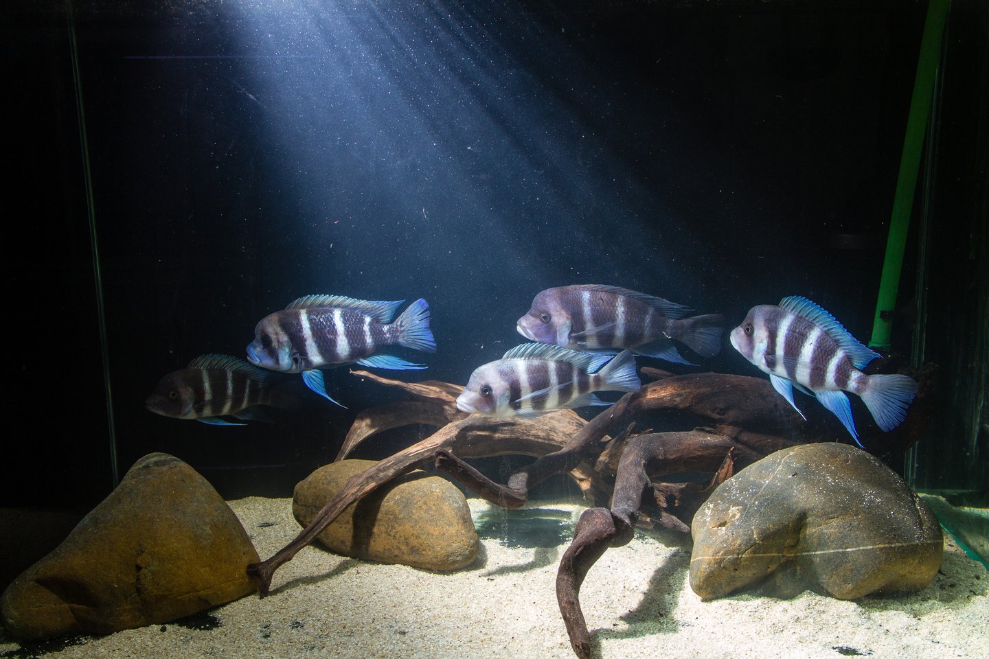  Endemic Cichlid, a small blue, black and white fish, from Lake Tanganyika