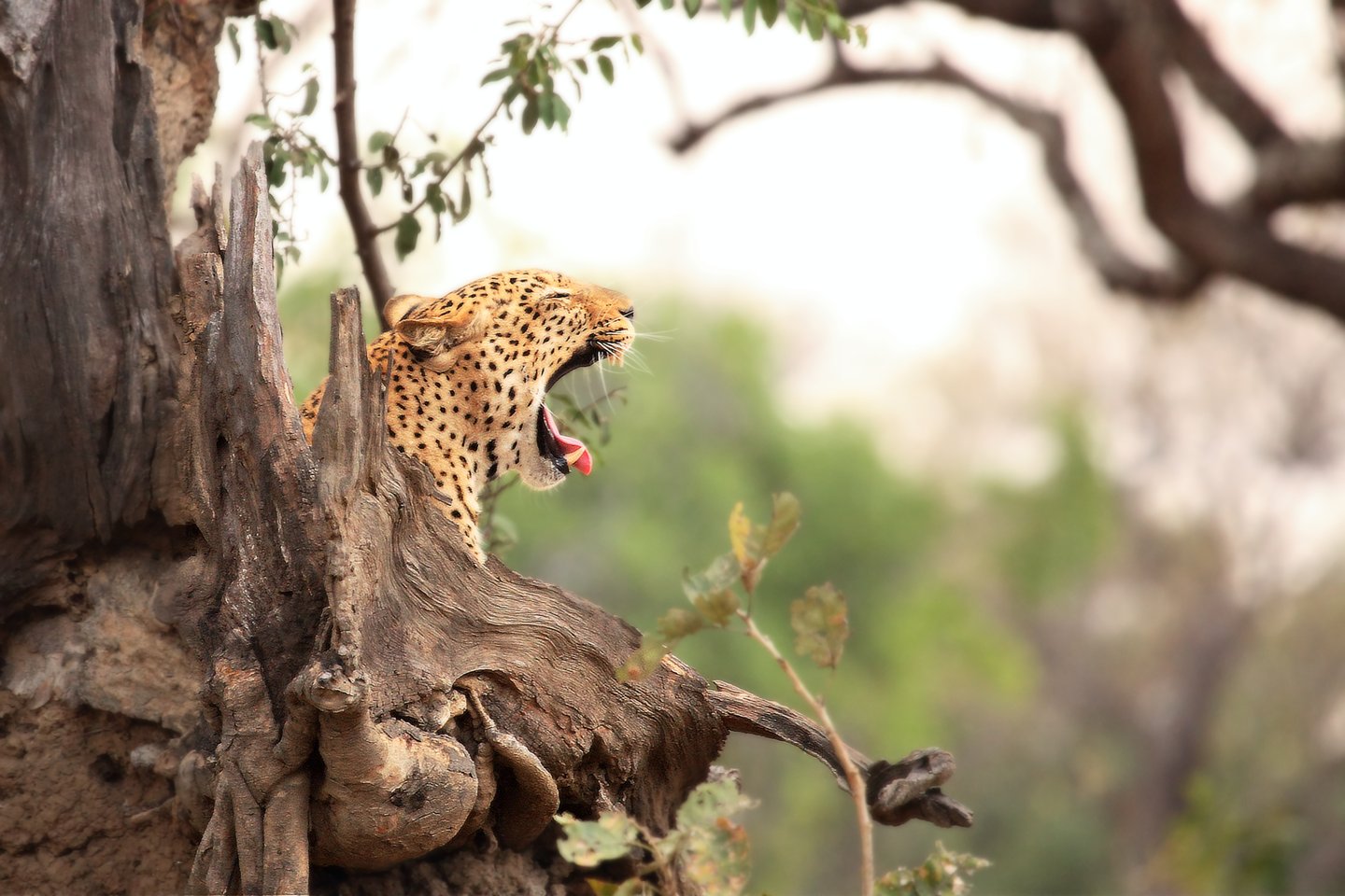 A yawning leopard in a tree in South Luangwa, Zambia