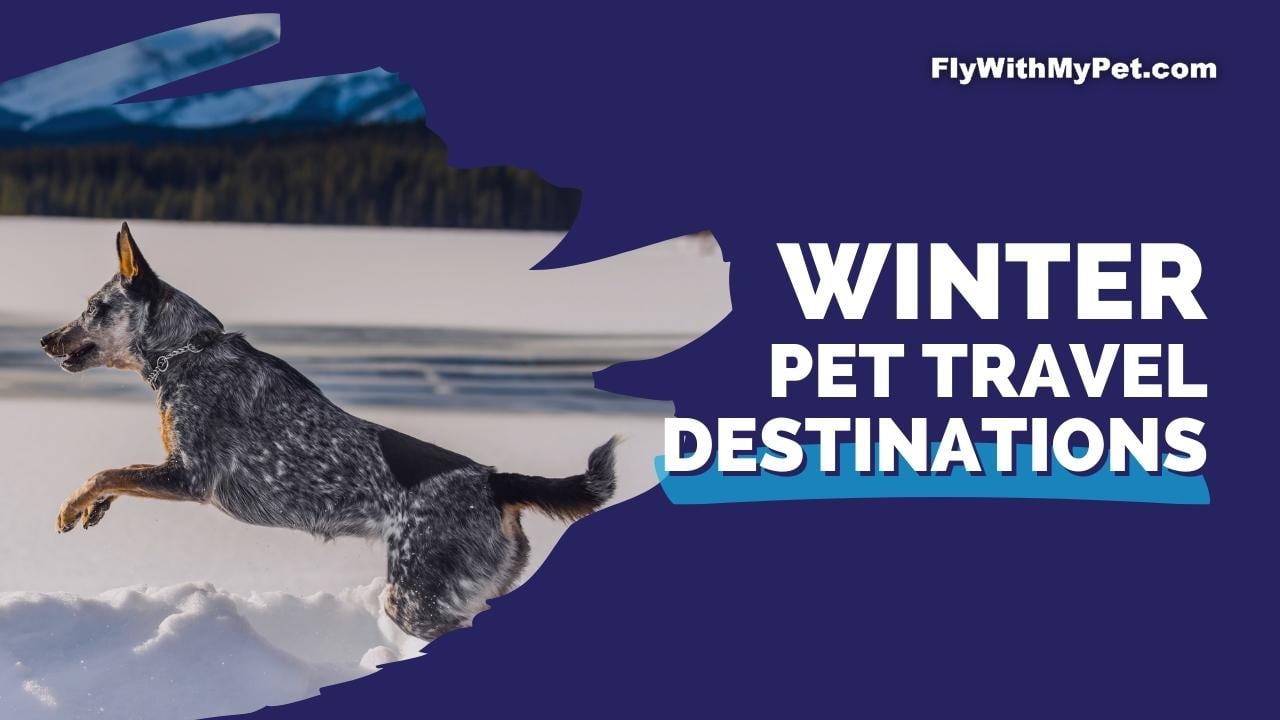 Winter Pet Travel: Cozy Getaways for You and Your Furry Friend