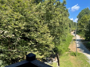 A secluded treelined road and lush greenery visible from the property, offering a peaceful backdrop to your stay.