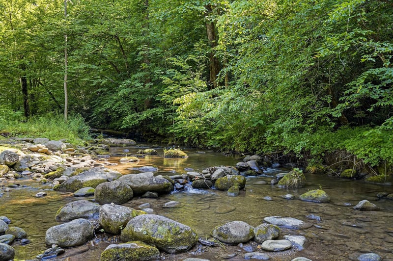 A peaceful river meanders through lush forest, its mosscovered stones and gentle flow creating a serene natural backdrop near the property.