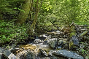 The surrounding area features a peaceful forest stream with mosscovered trees, rocky creek bed, and lush greenery — a tranquil natural setting near the property.
