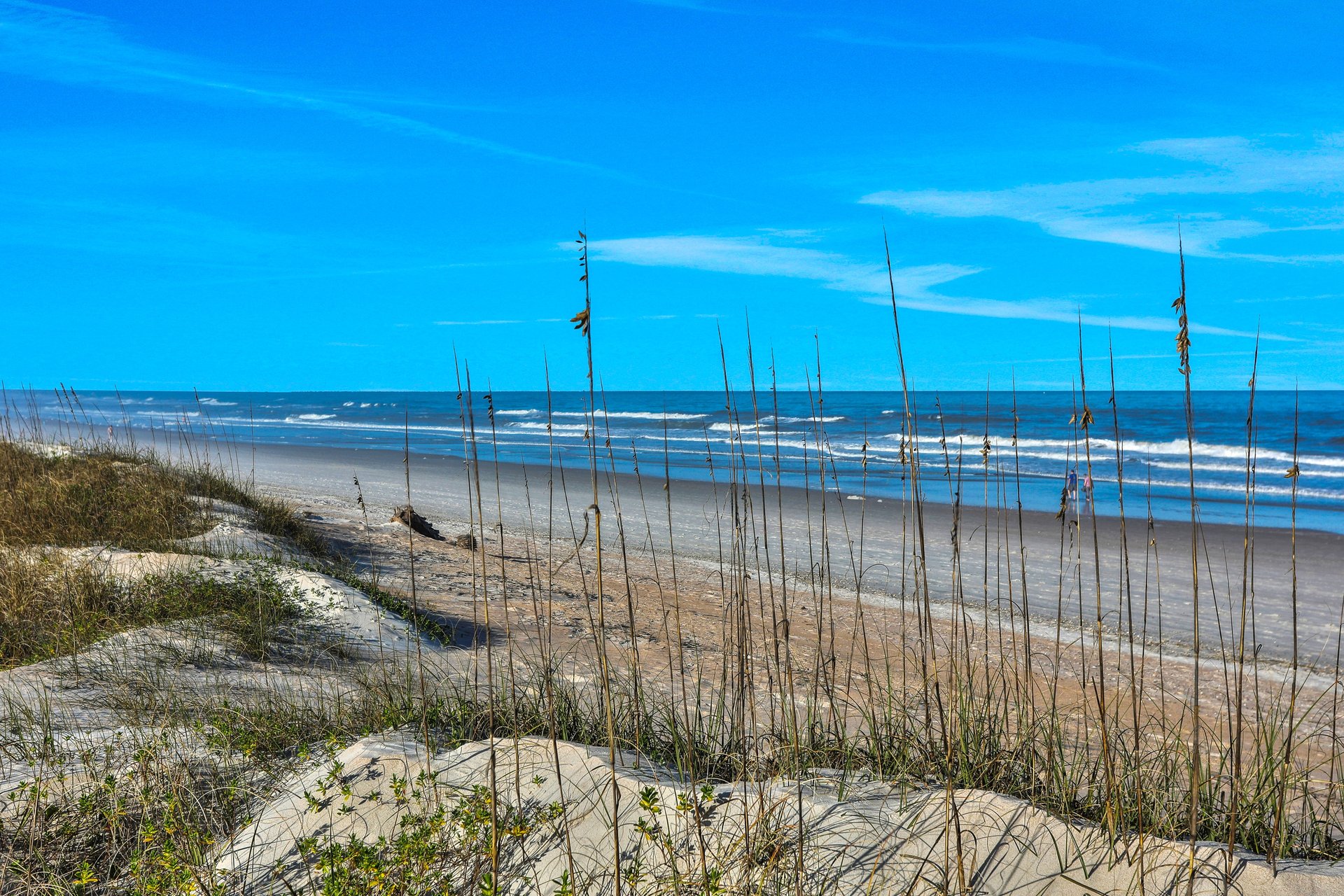 Palmetto Paradise  A 50