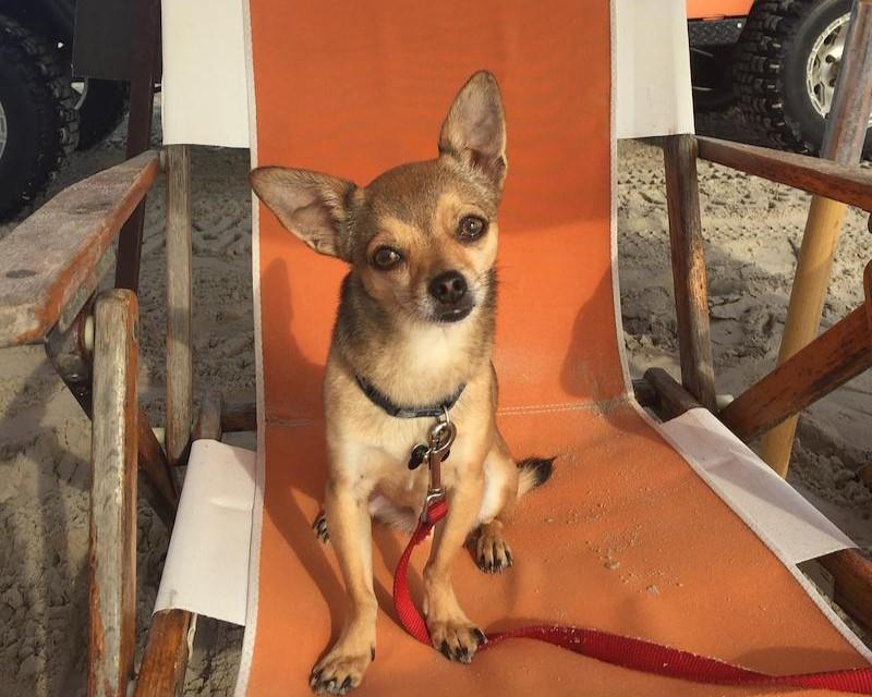 dog_chair_crop