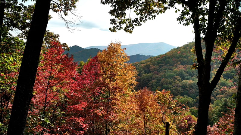 falll view 4