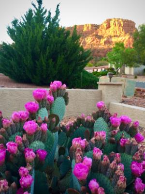 Front yard