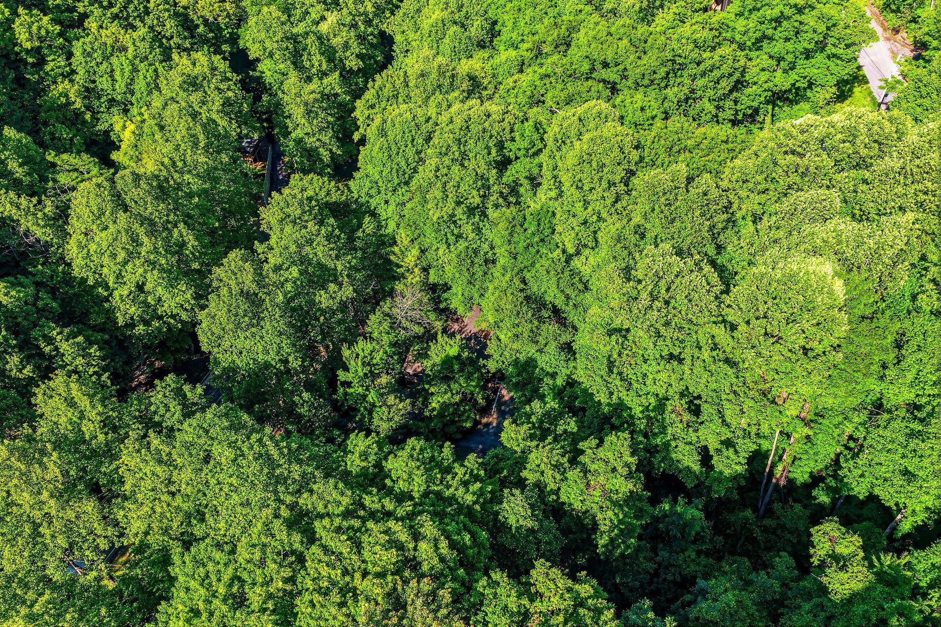 An aerial view captures the property nestled within a lush, verdant forest canopy, showcasing the serene natural surroundings of the area.