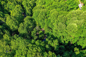 An aerial view captures the property nestled within a lush, verdant forest canopy, showcasing the serene natural surroundings of the area.