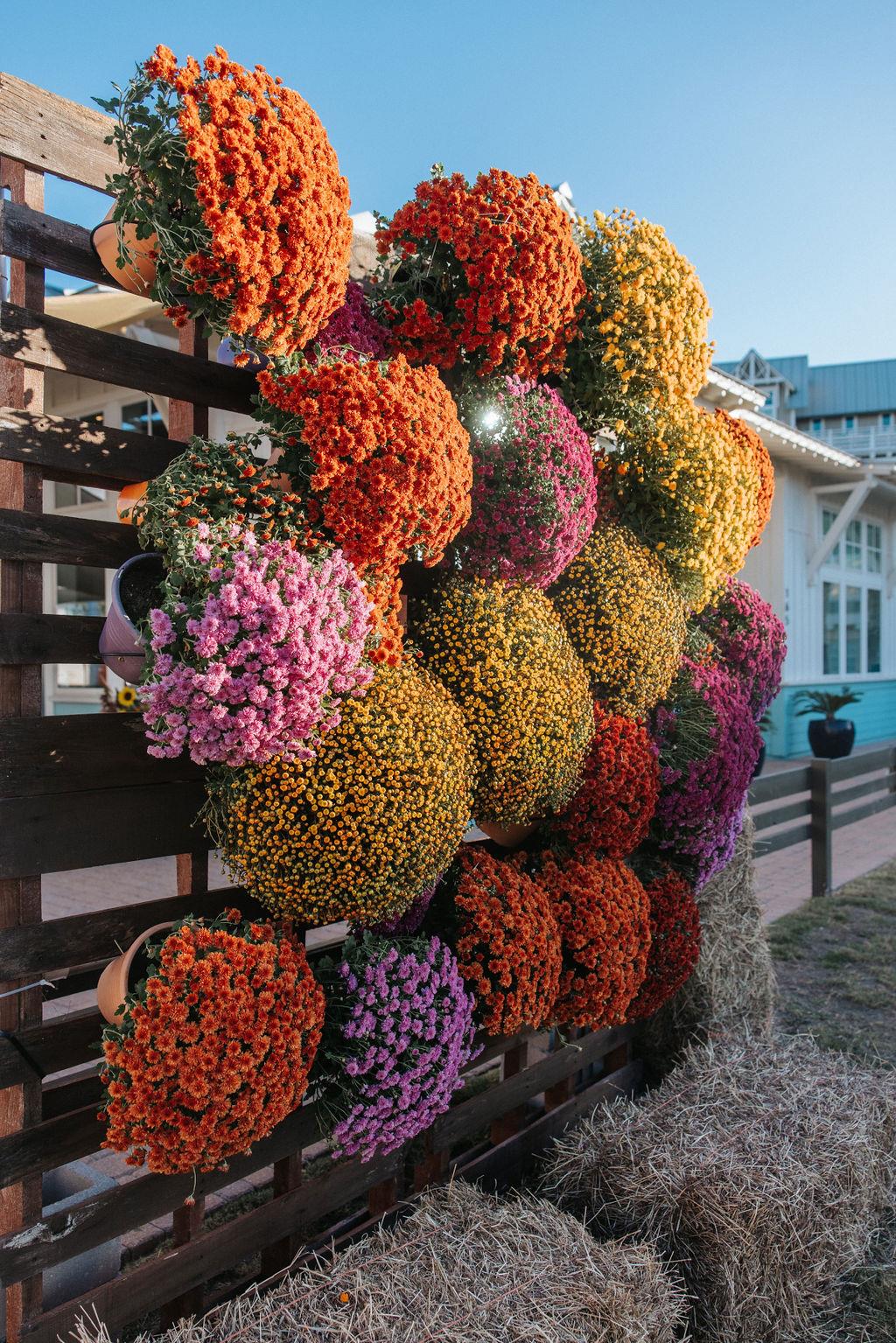 CinnamonShoreOct247618