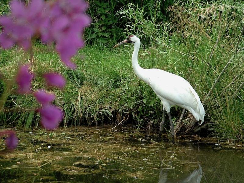 whoopingcrane whoopingcrane