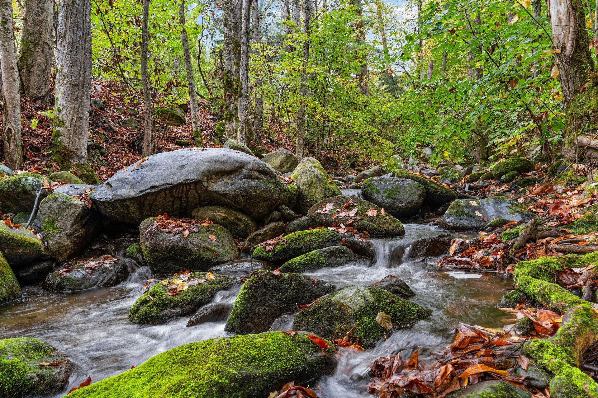 littlebirdcabin21
