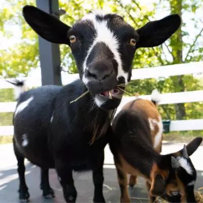 SkyLand Ranch Goats copy