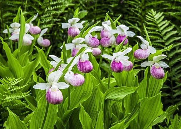 0 Lillies