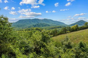 View from Two Dancing Bear Cubs cabin