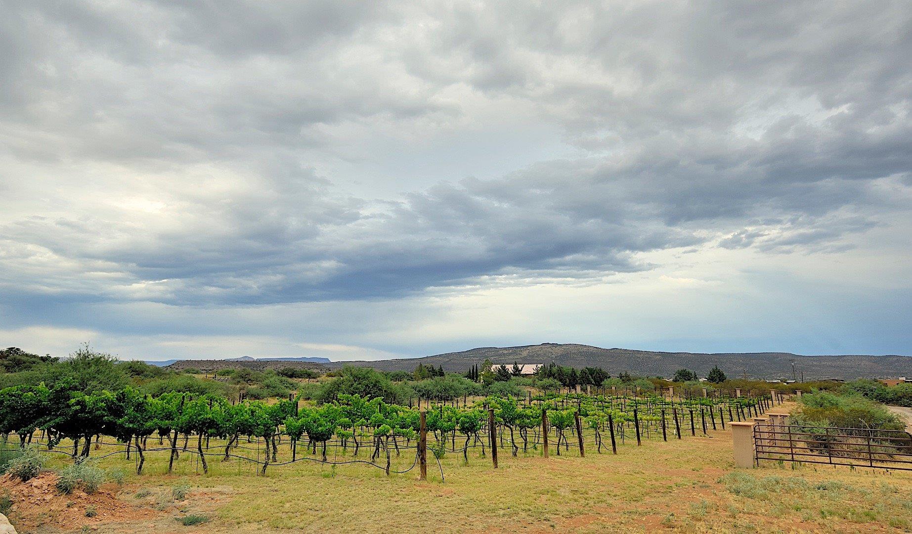 Views Of The Vineyard. Yes You Can Eat The Grapes When They Are In Season