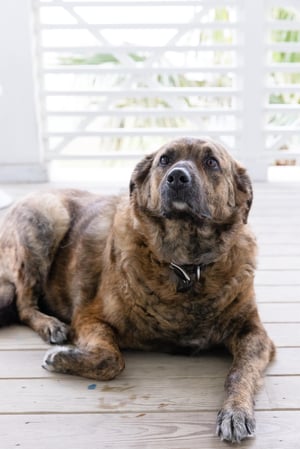 Riggins on Vacation Dogs are Always Welcome Here